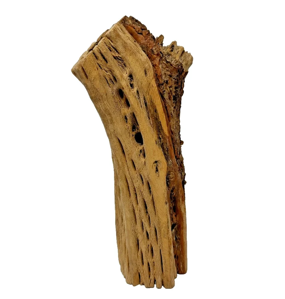Natural Cholla Cactus Skeleton Wood Driftwood Piece 10